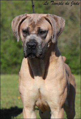 https://chiens-de-france.com/photo/chiens/2026_08/tn200/TN200_202608150639296a7fed8190f33.jpg