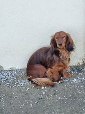 https://chiens-de-france.com/photo/chiens/2026_08/tn200/TN200_202608151100536a802ac5d75a8.jpg