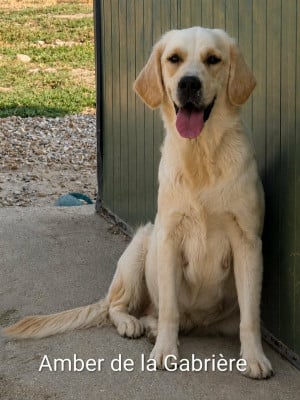 https://chiens-de-france.com/photo/chiens/2026_08/tn200/TN200_202608161052456a817a5d9abe1.jpg