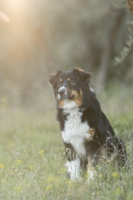https://chiens-de-france.com/photo/chiens/2026_08/tn200/TN200_202608161730326a81d7988cbe4.jpg