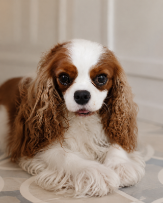 https://chiens-de-france.com/photo/chiens/2026_08/tn200/TN200_202608171500266a8305ead78ea.png