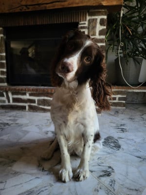 https://chiens-de-france.com/photo/chiens/2026_08/tn200/TN200_202608171550356a8311ab37c3e.jpg