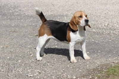 https://chiens-de-france.com/photo/chiens/2026_08/tn200/TN200_202608171837516a8338dfbd26d.jpg