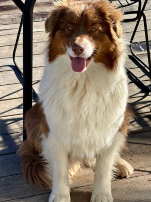 https://chiens-de-france.com/photo/chiens/2026_08/tn200/TN200_202608171901046a833e5034dce.jpg