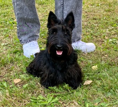 https://chiens-de-france.com/photo/chiens/2026_08/tn200/TN200_202608171921306a83431a5fd23.jpg
