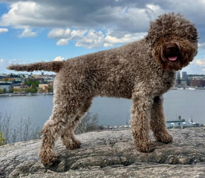 https://chiens-de-france.com/photo/chiens/2026_08/tn200/TN200_202608181812066a848456d3e58.jpg
