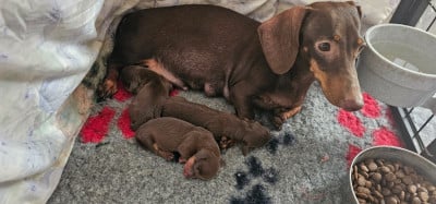 https://chiens-de-france.com/photo/chiens/2026_08/tn200/TN200_202608190821546a854b822d48b.jpg