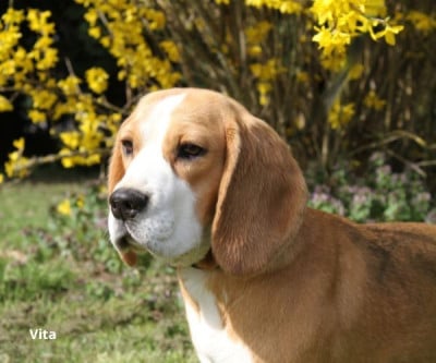 https://chiens-de-france.com/photo/chiens/2026_08/tn200/TN200_202608191923376a85e699db175.jpg