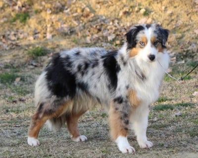 https://chiens-de-france.com/photo/chiens/2026_08/tn200/TN200_202608200821476a869cfbbcc75.jpg