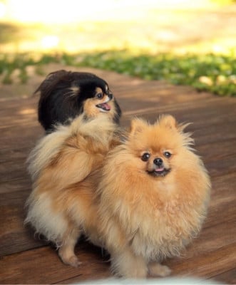 https://chiens-de-france.com/photo/chiens/2026_08/tn200/TN200_202608201701066a8716b2b2a7d.jpg