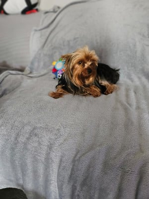 https://chiens-de-france.com/photo/chiens/2026_08/tn200/TN200_202608201750526a87225c4931a.jpg
