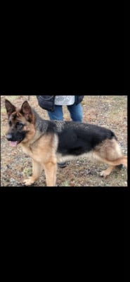 https://chiens-de-france.com/photo/chiens/2026_08/tn200/TN200_202608201808156a87266fe71a9.jpg