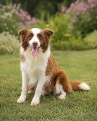 https://chiens-de-france.com/photo/chiens/2026_08/tn200/TN200_202608210011066a877b7ac690f.jpg