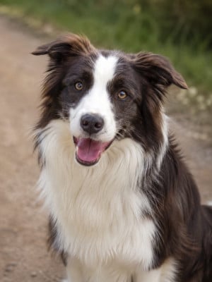https://chiens-de-france.com/photo/chiens/2026_08/tn200/TN200_202608210011386a877b9ad950a.jpg