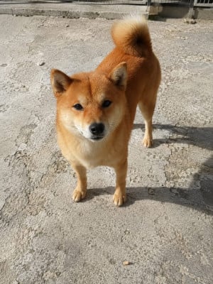 https://chiens-de-france.com/photo/chiens/2026_08/tn200/TN200_202608210035336a878135ce6d8.jpg
