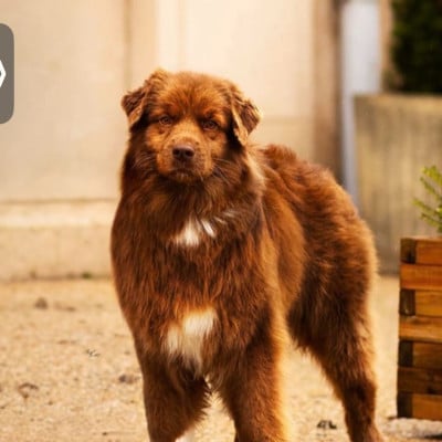 https://chiens-de-france.com/photo/chiens/2026_08/tn200/TN200_202608211126466a8819d6f3834.jpg