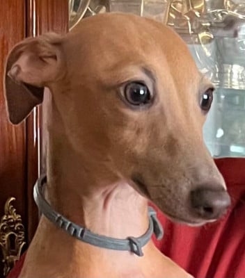 https://chiens-de-france.com/photo/chiens/2026_08/tn200/TN200_202608211842416a88800151c95.jpg