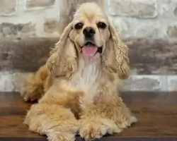 https://chiens-de-france.com/photo/chiens/2026_08/tn200/TN200_202608221143586a896f5e02c9c.webp