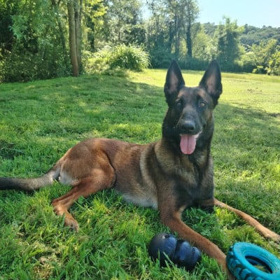 https://chiens-de-france.com/photo/chiens/2026_08/tn200/TN200_202608221716266a89bd4aa1ad0.jpg