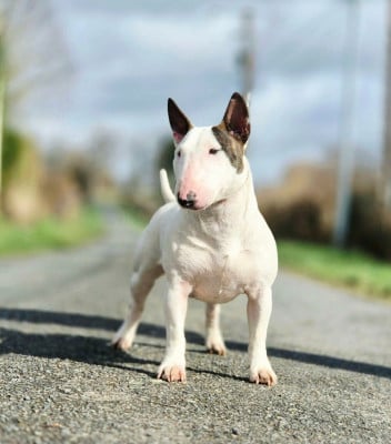 https://chiens-de-france.com/photo/chiens/2026_08/tn200/TN200_202608222226156a8a05e7aa306.jpg