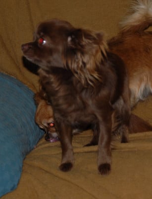 https://chiens-de-france.com/photo/chiens/2026_08/tn200/TN200_202608231833156a8b20cb10fee.jpg