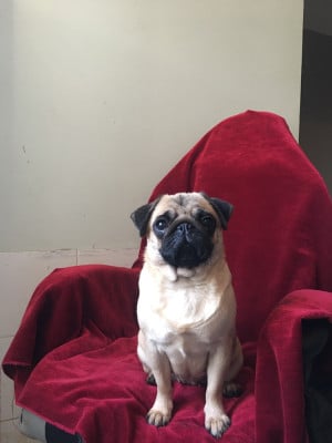 https://chiens-de-france.com/photo/chiens/2026_08/tn200/TN200_202608231943026a8b3126d3e33.jpg