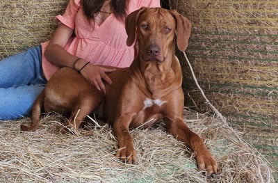 https://chiens-de-france.com/photo/chiens/2026_08/tn200/TN200_202608241004546a8bfb268ac38.jpg