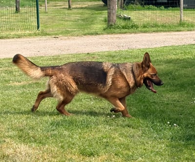 https://chiens-de-france.com/photo/chiens/2026_08/tn200/TN200_202608241442426a8c3c42b8930.jpg