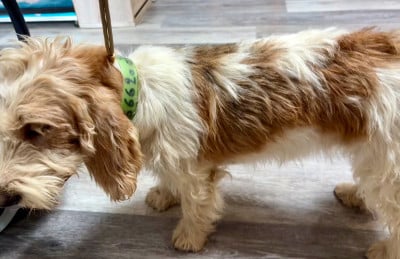 https://chiens-de-france.com/photo/chiens/2026_08/tn200/TN200_202608250903076a8d3e2b8e659.jpg