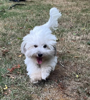 https://chiens-de-france.com/photo/chiens/2026_08/tn200/TN200_202608251112306a8d5c7ea66ec.jpg