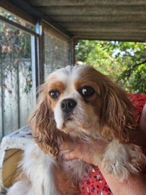https://chiens-de-france.com/photo/chiens/2026_08/tn200/TN200_202608251626366a8da61c44452.jpg