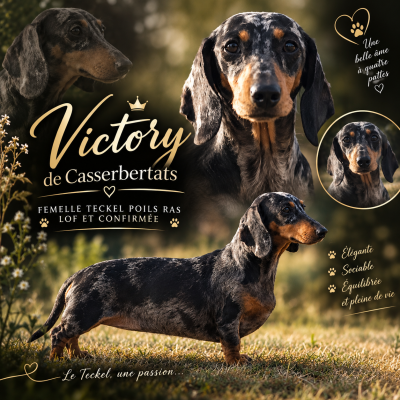 VICTORY De Cassebertats