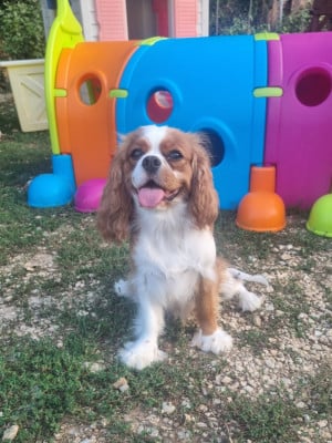 https://chiens-de-france.com/photo/chiens/2026_08/tn200/TN200_202608252113226a8de952d53a3.jpg