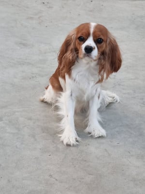 https://chiens-de-france.com/photo/chiens/2026_08/tn200/TN200_202608252119206a8deab83f84d.jpg