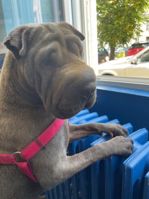 https://chiens-de-france.com/photo/chiens/2026_08/tn200/TN200_202608260954006a8e9b98f0327.jpg