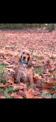 https://chiens-de-france.com/photo/chiens/2026_08/tn200/TN200_202608261347536a8ed26934bae.png
