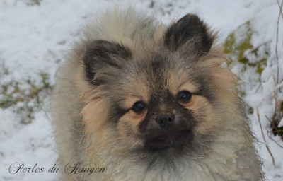 https://chiens-de-france.com/photo/chiens/2026_08/tn200/TN200_202608270929546a8fe77203cbd.jpg