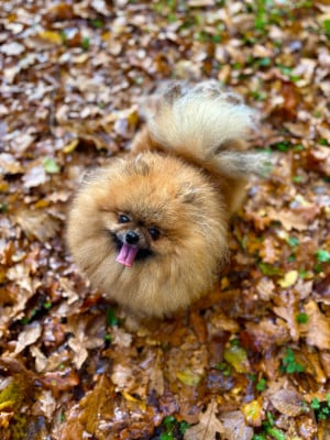 https://chiens-de-france.com/photo/chiens/2026_08/tn200/TN200_202608271400356a9026e375710.jpg