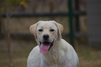 https://chiens-de-france.com/photo/chiens/2026_08/tn200/TN200_202608281136026a915682bfb5a.jpg