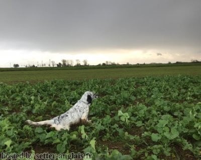 https://chiens-de-france.com/photo/chiens/2026_08/tn200/TN200_202608281427456a917ec17860c.jpg