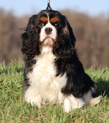 https://chiens-de-france.com/photo/chiens/2026_08/tn200/TN200_202608291456416a92d709208a7.jpg