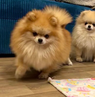 https://chiens-de-france.com/photo/chiens/2026_08/tn200/TN200_202608291734056a92fbedb9b52.jpg