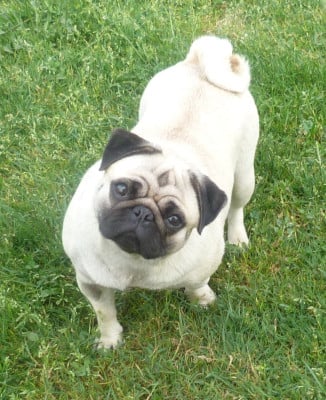 https://chiens-de-france.com/photo/chiens/2026_08/tn200/TN200_202608291744446a92fe6c56546.jpg