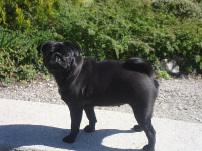 https://chiens-de-france.com/photo/chiens/2026_08/tn200/TN200_202608301610296a9439d50be77.jpg
