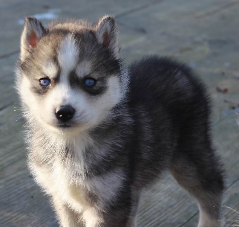 Chien Loup Blanc Au Yeux Bleu