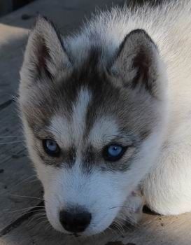 Chiot Elevage Of Watson Lake Eleveur De Chiens Siberian