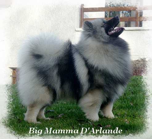 Big mamma D'Arlande