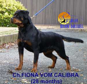 CH. Fiona Vom calibra