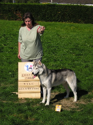 Shetane Of pack-ice wolves