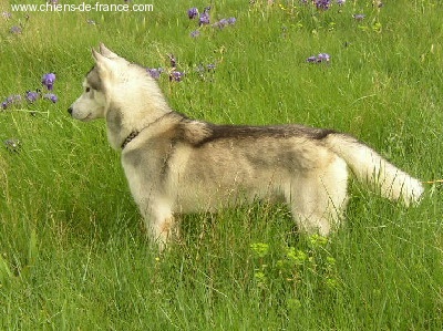 Shetane Of pack-ice wolves